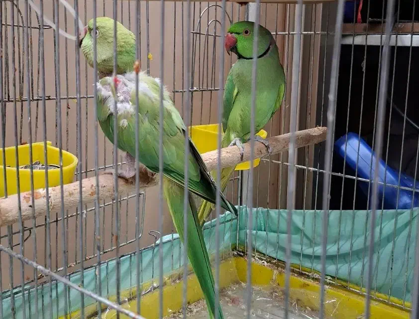 طوطی ملنگو|پرنده|تهران, کیانشهر|دیوار