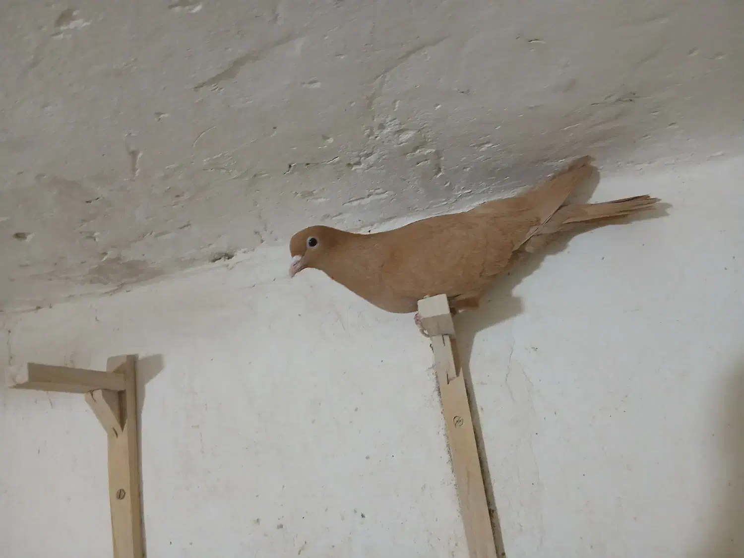 زرد|پرنده|ماهان, |دیوار