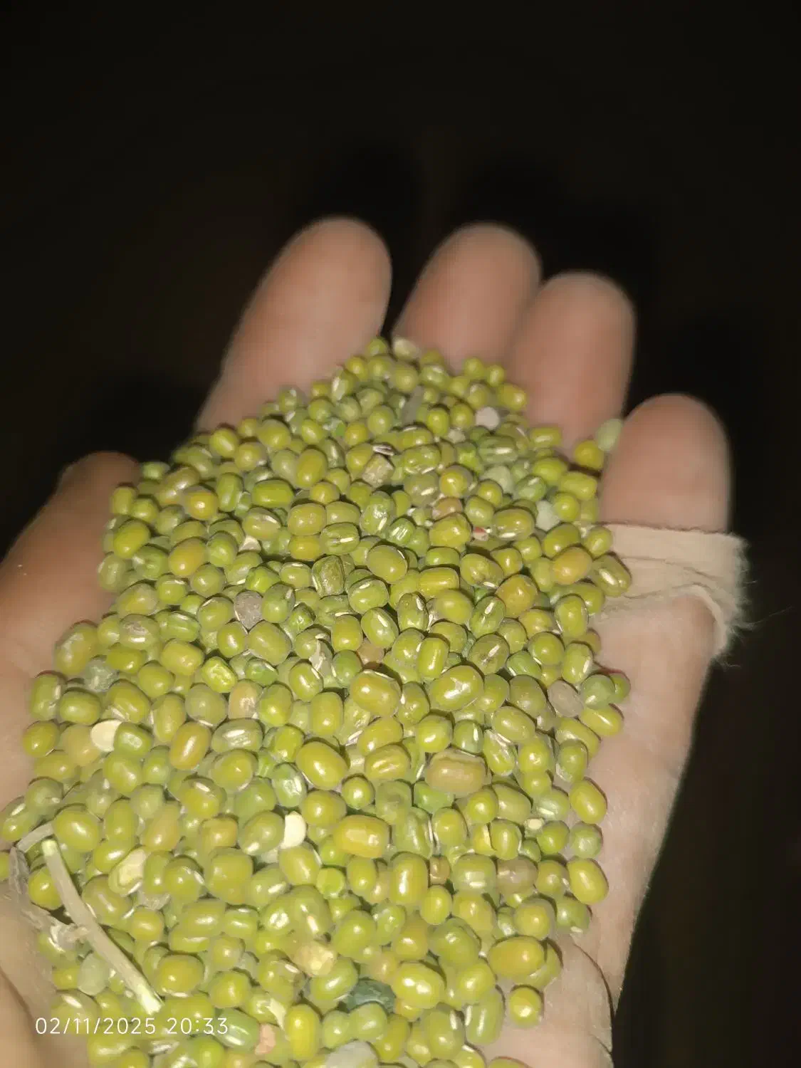 ماش برداشت هیسه|خدمات باغبانی و درختکاری|دره شهر, |دیوار