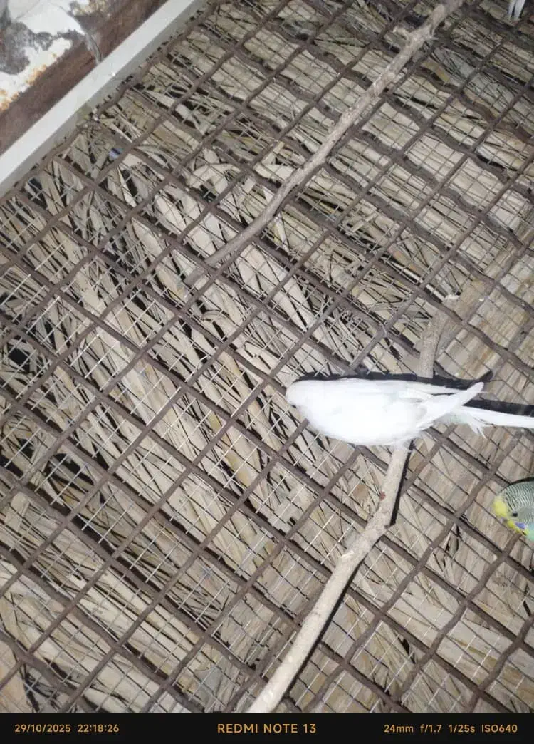 طوطی مرغ عشق|پرنده|نورآباد ممسنی, |دیوار