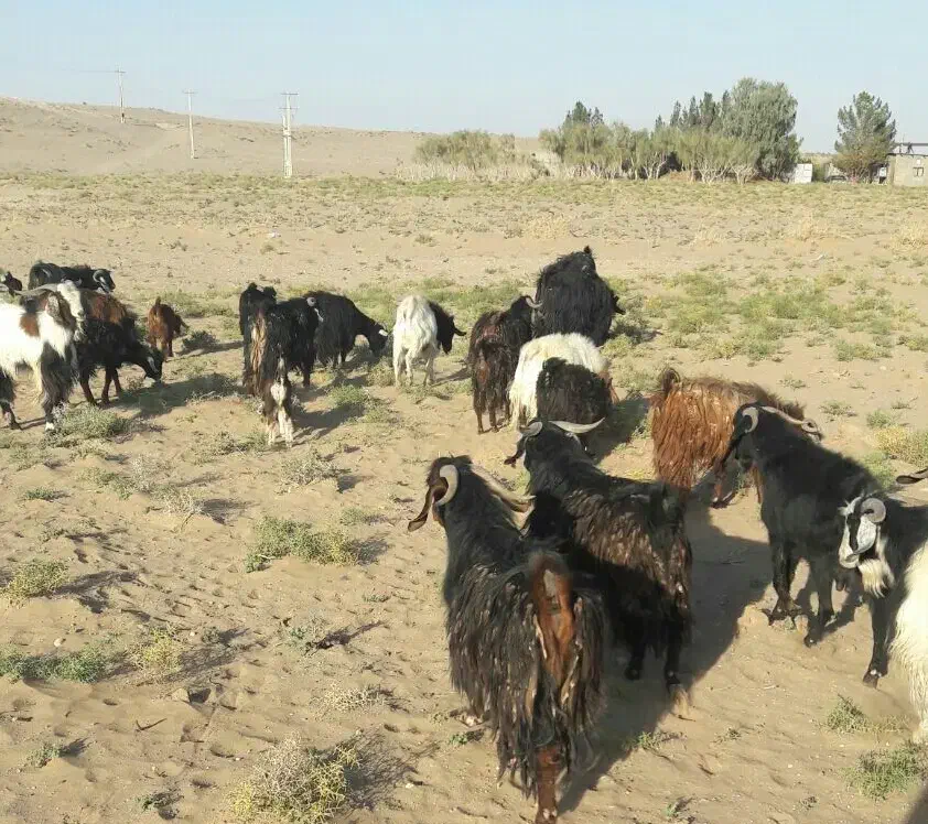 چبش چاق فروشی|حیوانات مزرعه|جلگه ماژان, |دیوار