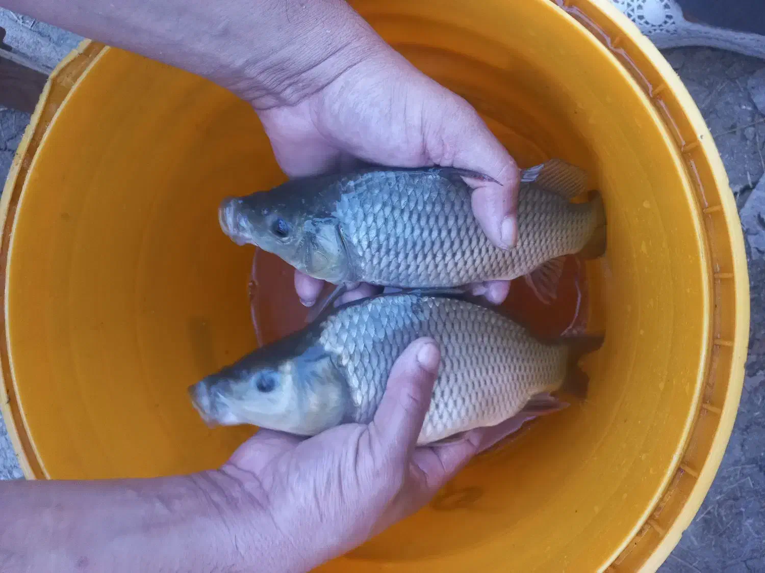 ماهی کپور بدون واسطه|ماهی|رشت, حومه رشت|دیوار