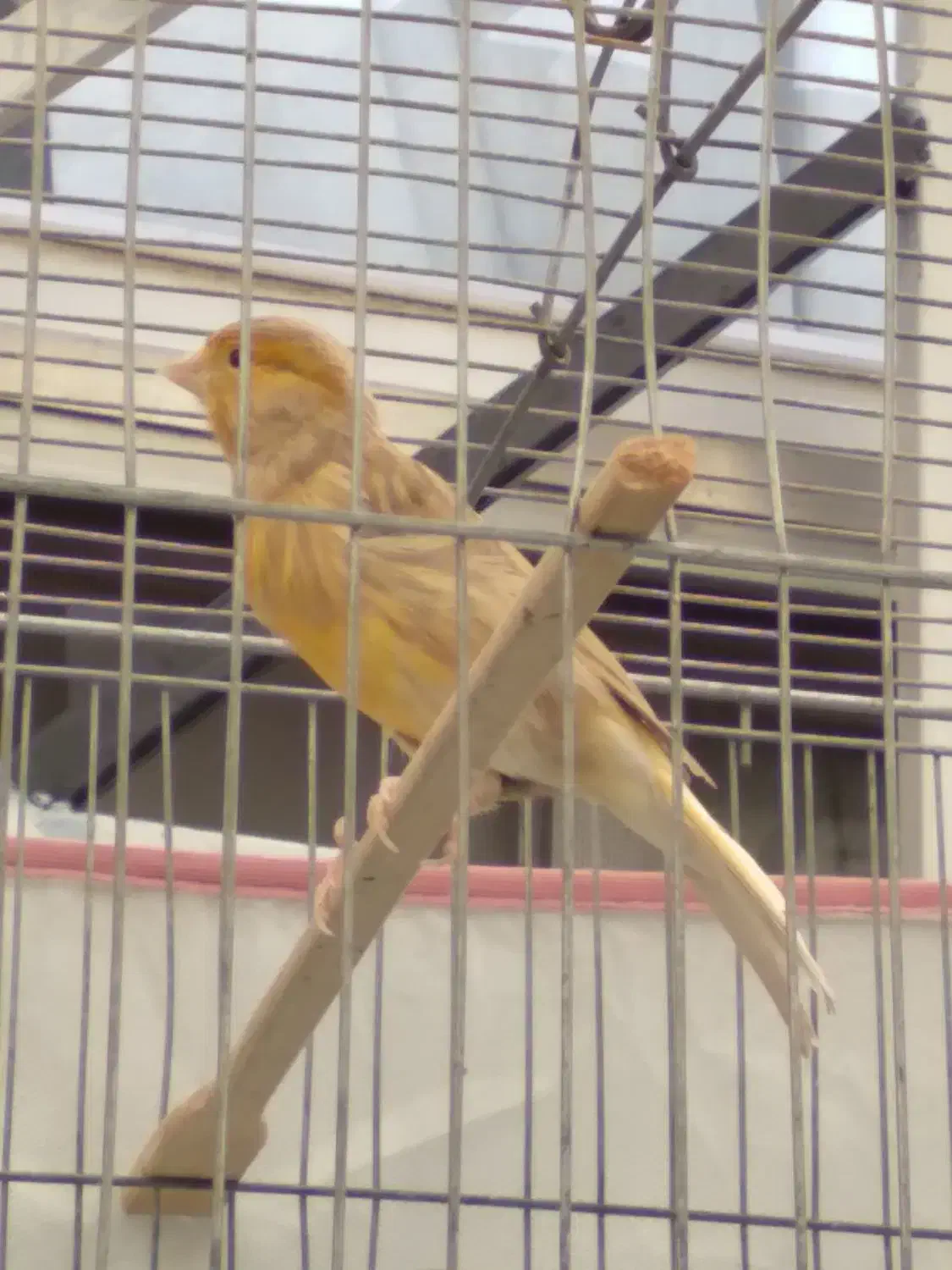 دو عدد قناری سالم و جوان|پرنده|محمدشهر, ولدآباد|دیوار