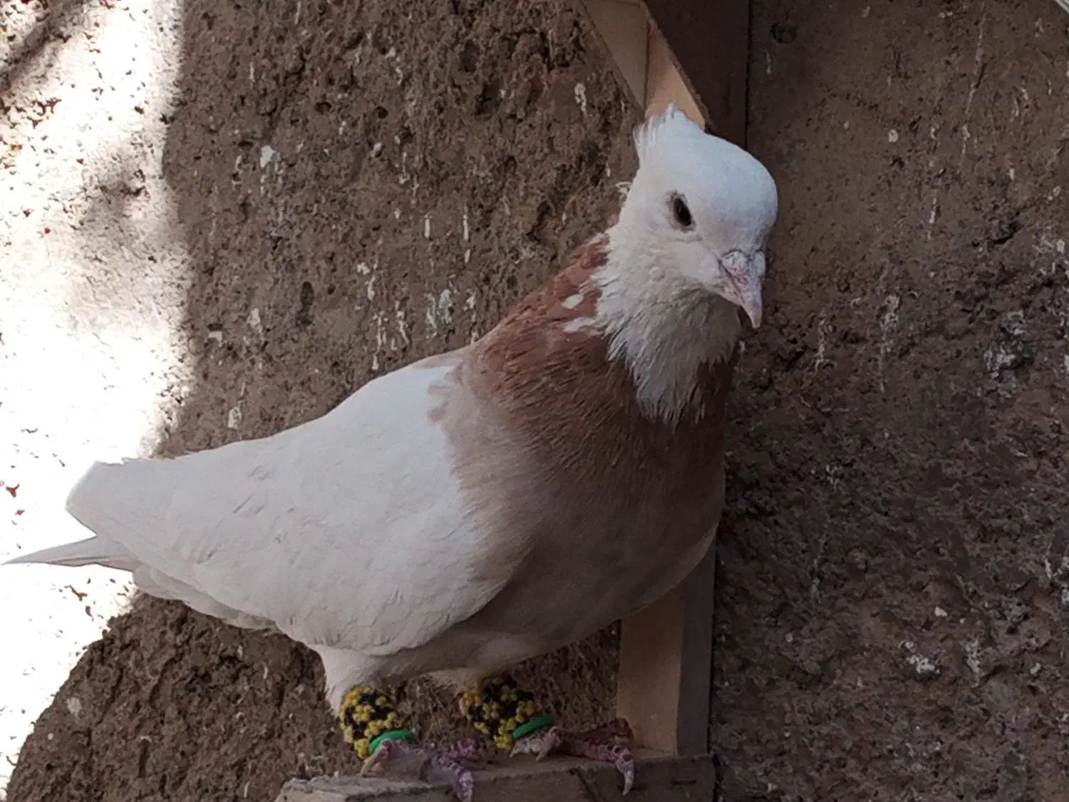 طوق زرد|پرنده|پاسارگاد, |دیوار