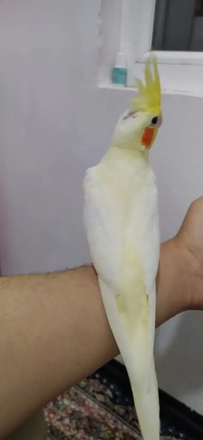 عروس هلندی|پرنده|مریوان, |دیوار