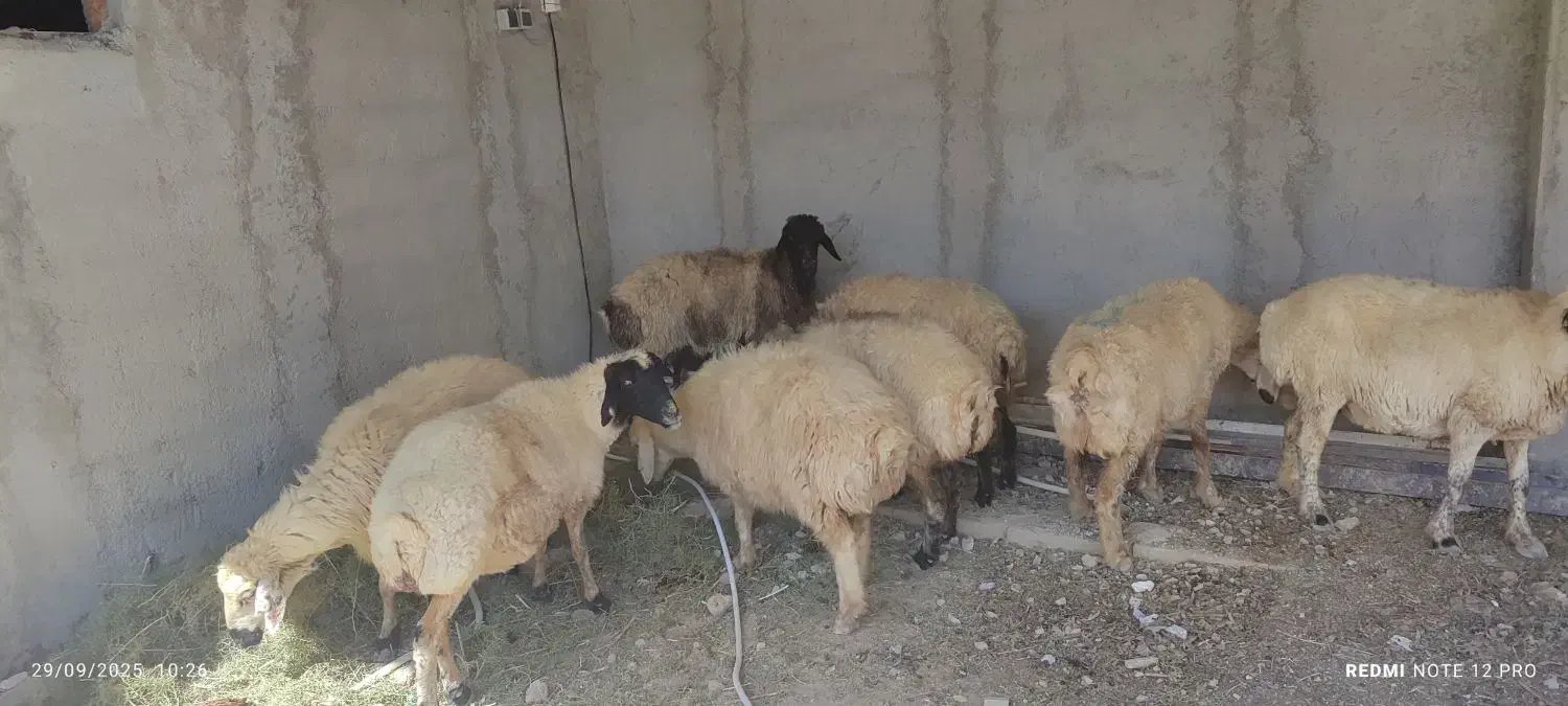 میش آبستن جوان|حیوانات مزرعه|شیراز, بید زرد|دیوار