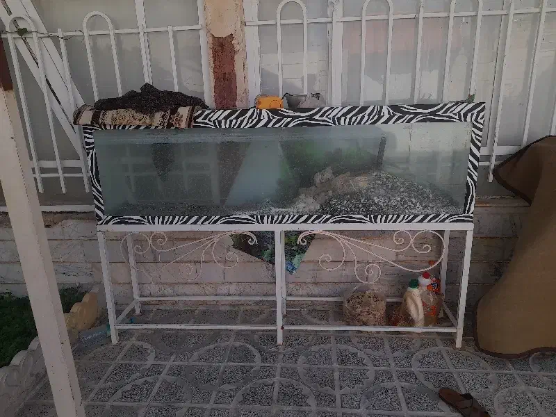 آکواریوم ماهی|ماهی|تربت‌حیدریه, پائین ولایت|دیوار