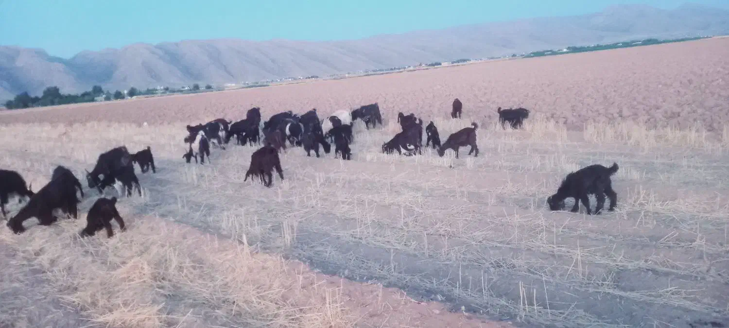 فروش و معاوضه بز با نیسان وانت|حیوانات مزرعه|ارژن, |دیوار