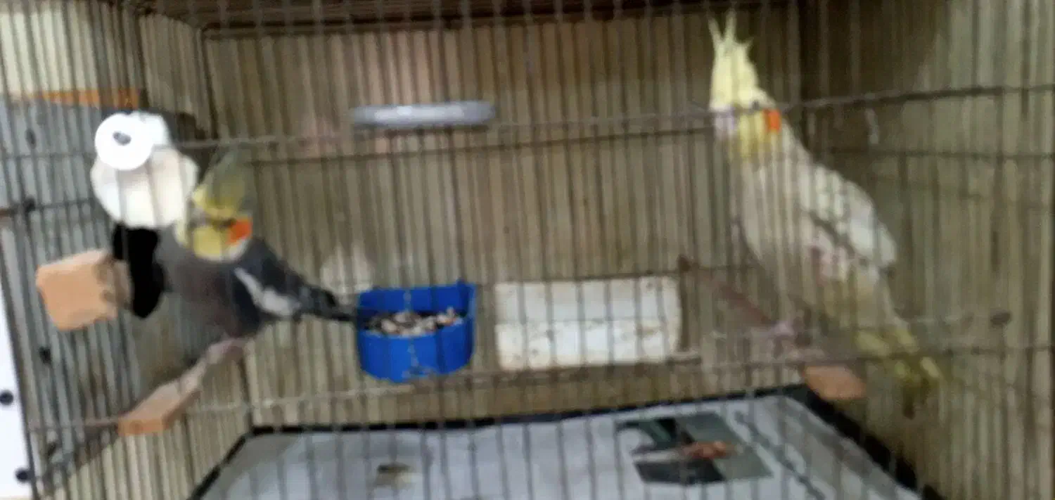 دوعدد عروس هلندی آماده برای جوجه کشی|پرنده|فومن, |دیوار