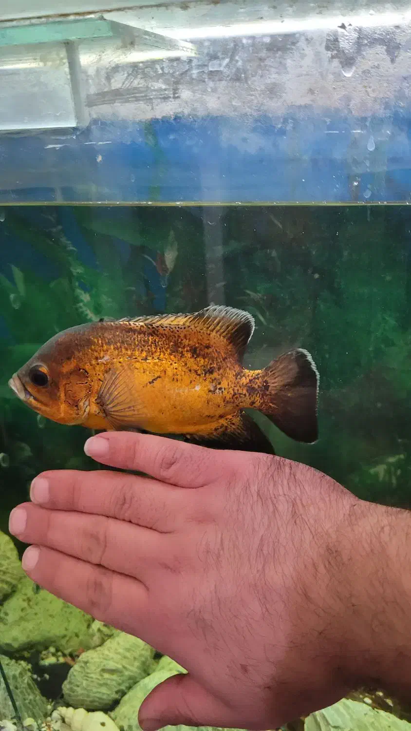 ماهی اسکار|ماهی|قزوین, |دیوار