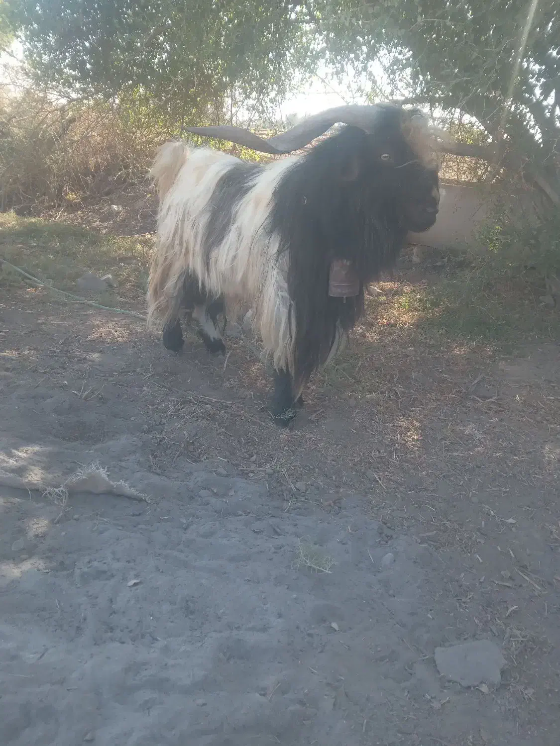 چش دوبور  بهده|حیوانات مزرعه|گتوند, |دیوار