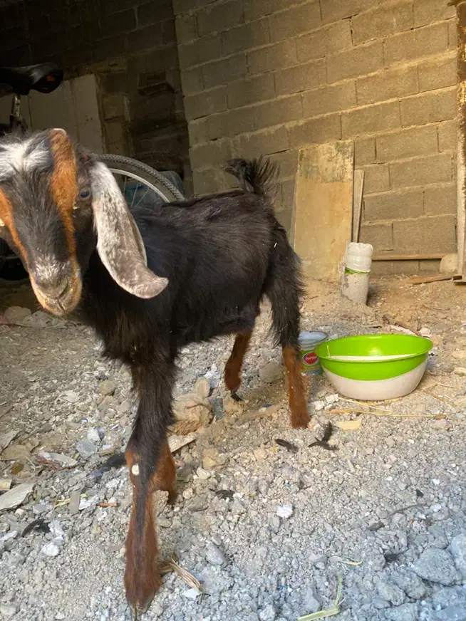 بز در کنکان|حیوانات مزرعه|بندر کنگان, |دیوار