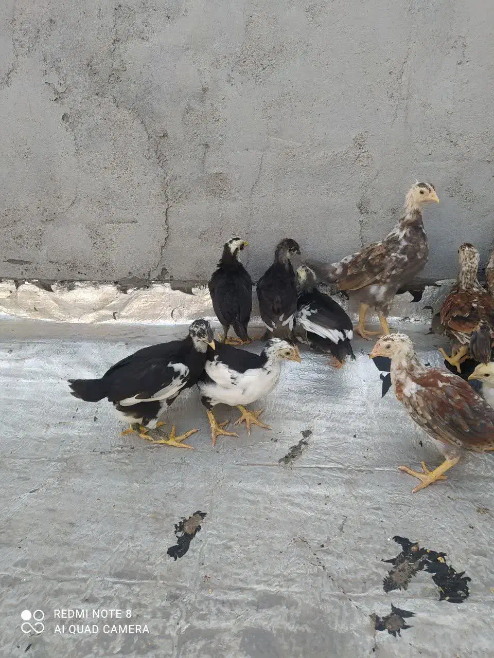 جوجه لری|حیوانات مزرعه|دزفول, |دیوار