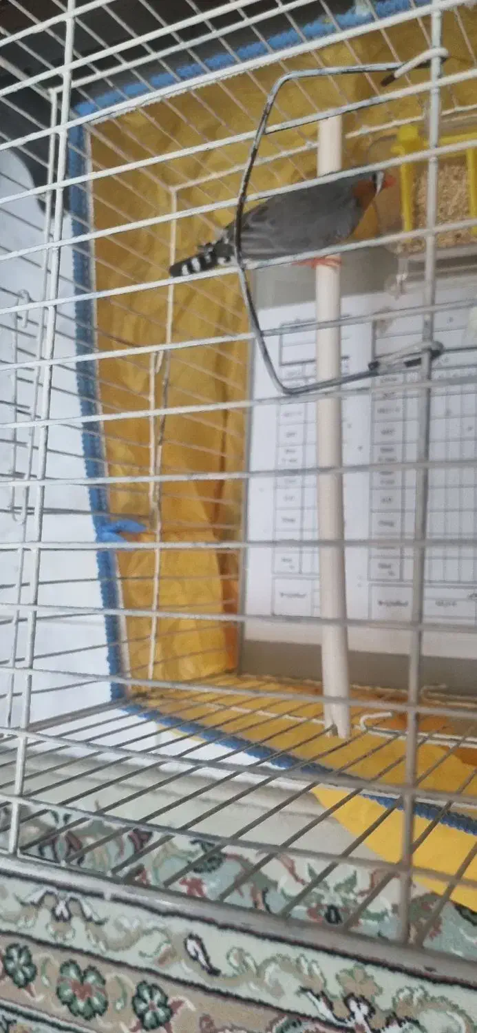 فنچ لپ قهوه ای نر|پرنده|شیراز, فرگاز|دیوار