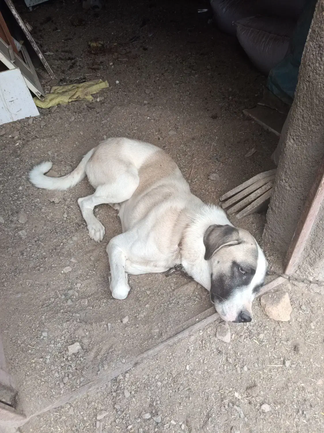 پیدا شدن سگ|حیوانات|سبزوار, قصبه غربی|دیوار