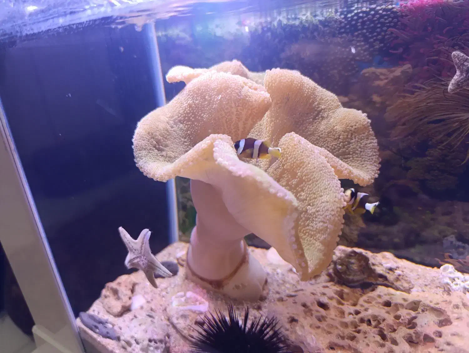 آکواریوم آب شور|ماهی|شهرکرد, |دیوار