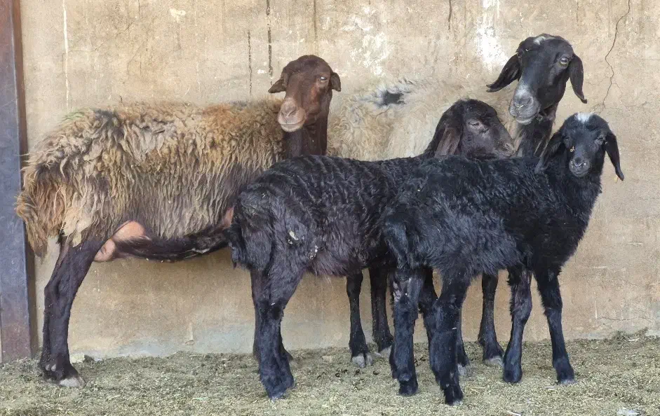 فروش ۱۲راس میش افشاری بره دار ۱۳راس بره پاشون هست|حیوانات مزرعه|طسوج, |دیوار