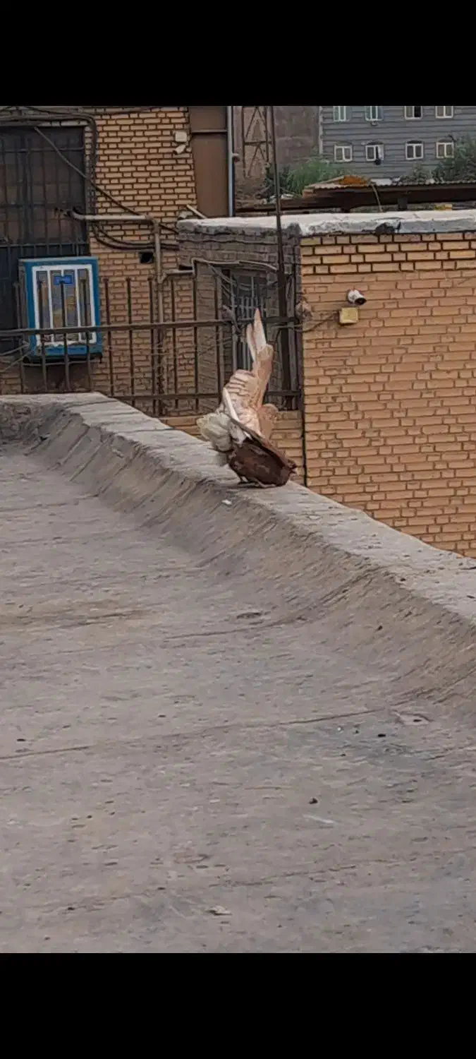 یجفت دم سفید زرد وسرخ خال مشکی|پرنده|پاکدشت, پاکدشت (مامازند)|دیوار