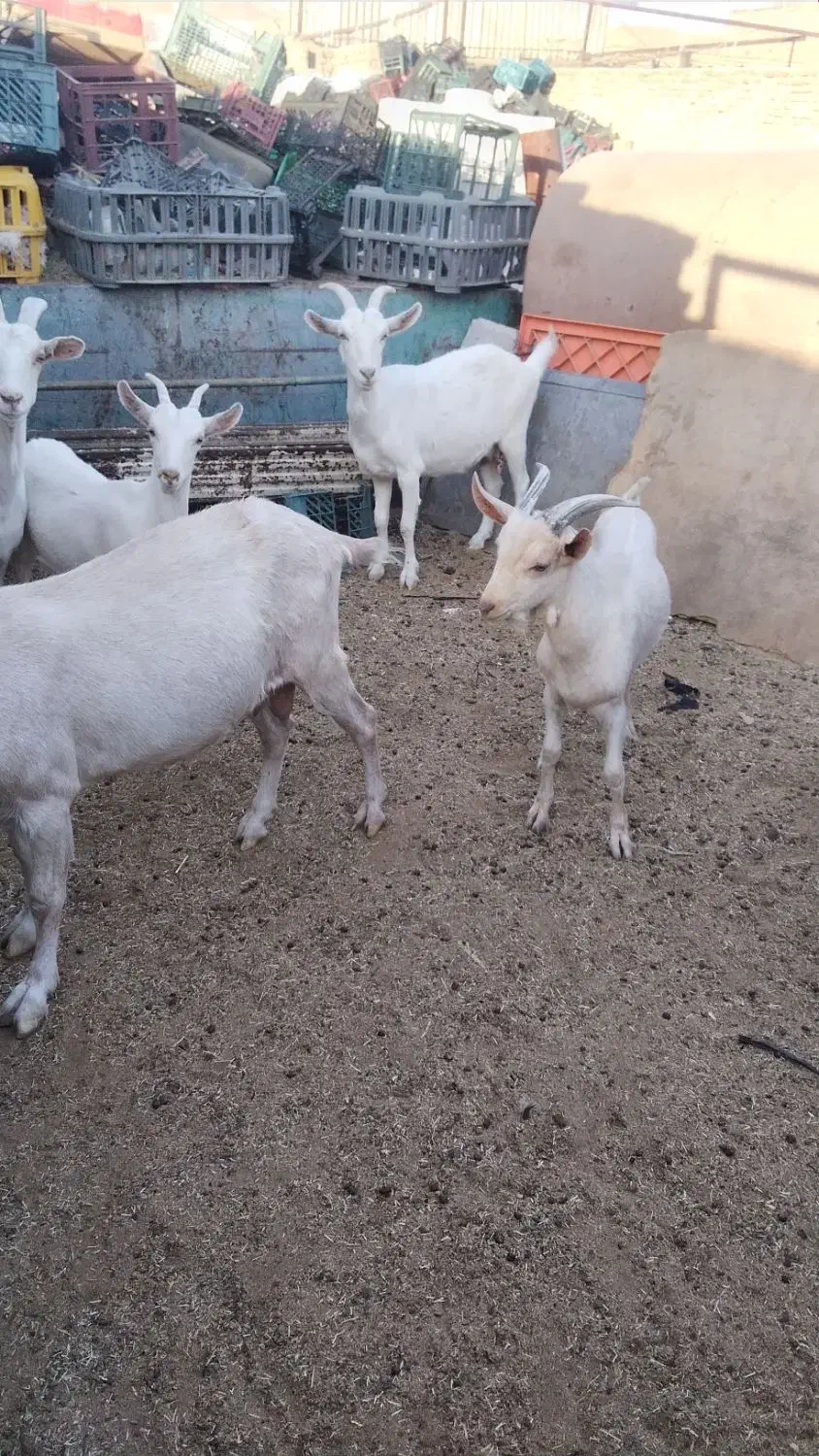 بز سانن|حیوانات مزرعه|بیرجند, |دیوار