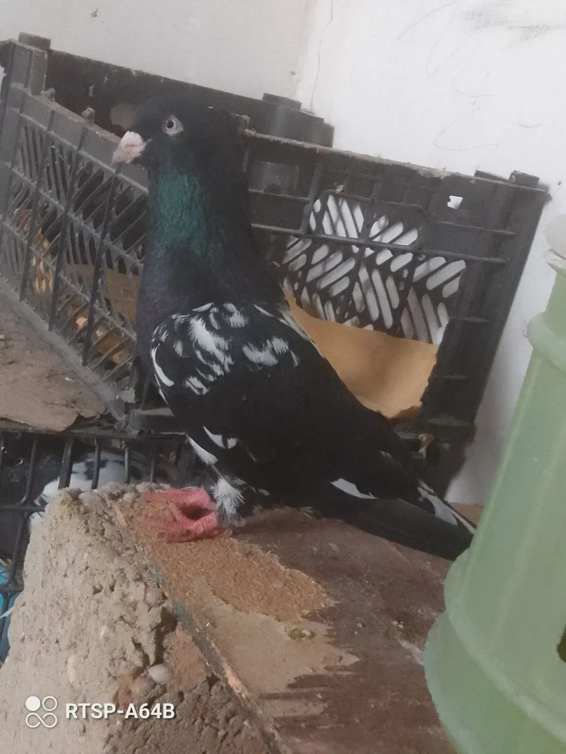 کبوتر کله ای|پرنده|مسجد سلیمان, |دیوار