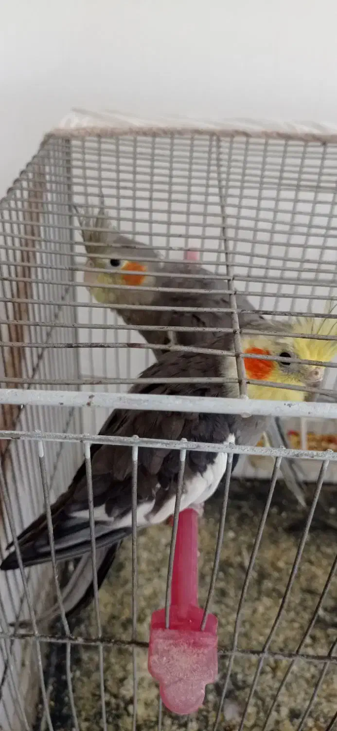 عروس هلندی|پرنده|گلبهار, شهر جدید گلبهار|دیوار