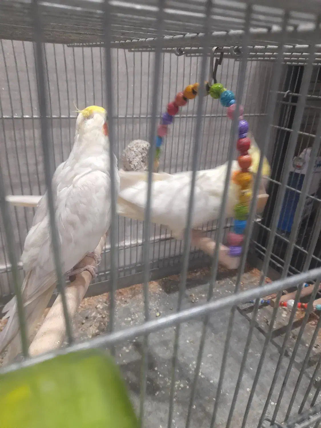 عروس هلندی لوتیتو جفت مولد|پرنده|تهران, مسگرآباد|دیوار