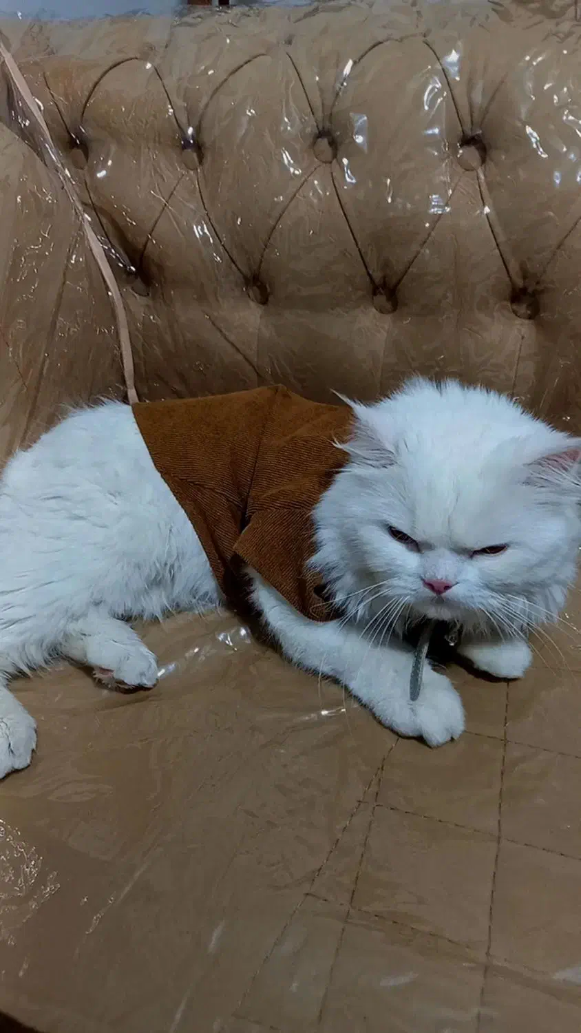 گربه اسکاتیش پرشین نر|گربه|نیشابور, ده حلاج|دیوار