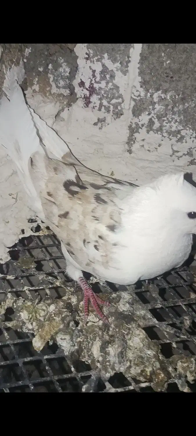 کبوتر نر  دوکت  دره شهر|پرنده|دره شهر, |دیوار