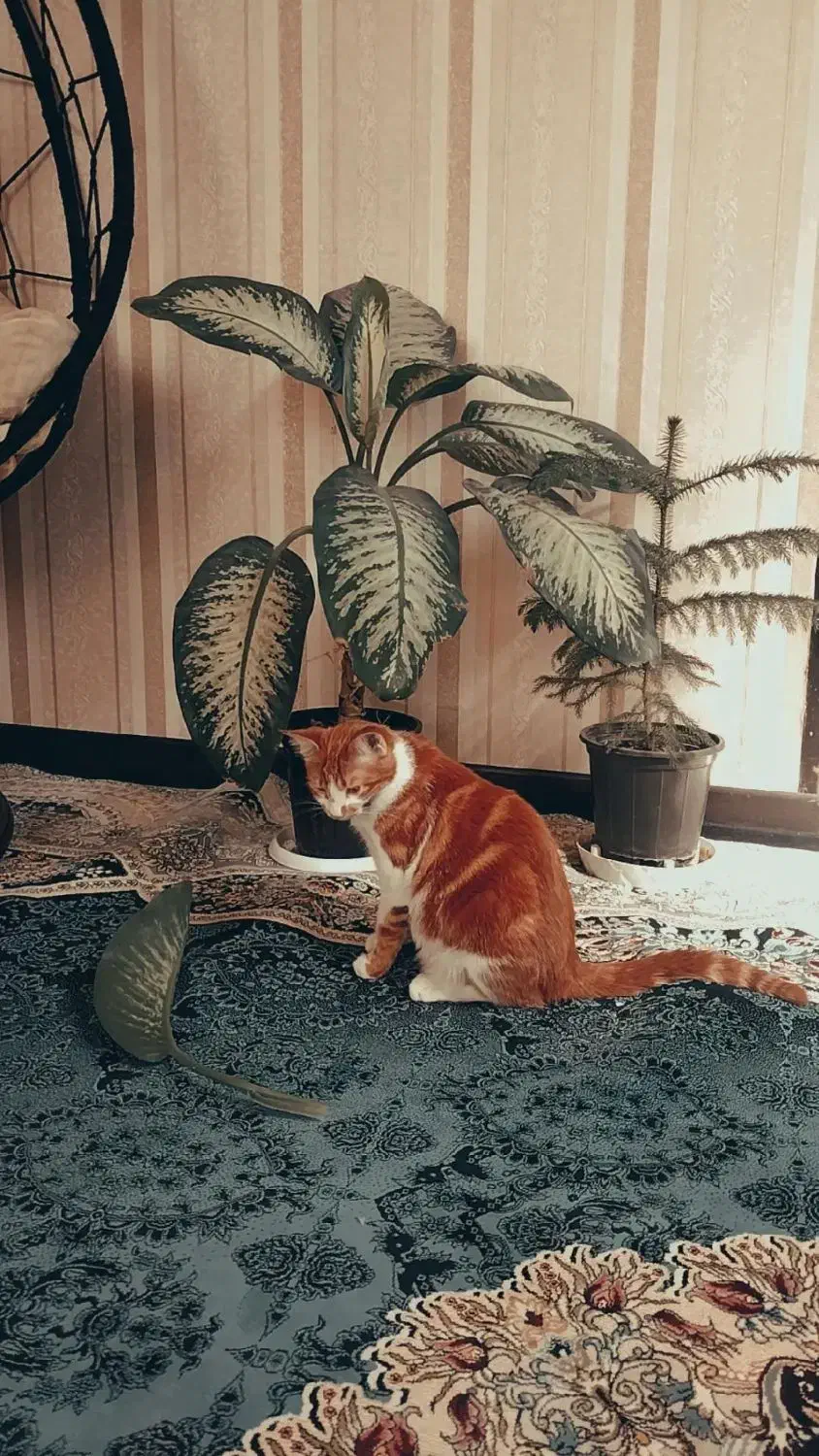 گربه نارنجی|گربه|شیراز, کوشک میدان|دیوار