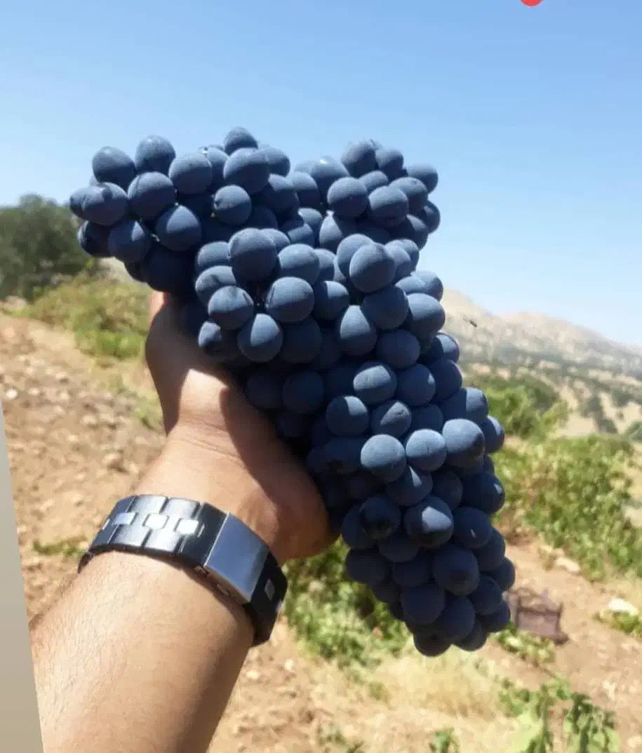 نهال دیرگل پربار مناسب مناطق سردسیر|خدمات باغبانی و درختکاری|اراک, |دیوار