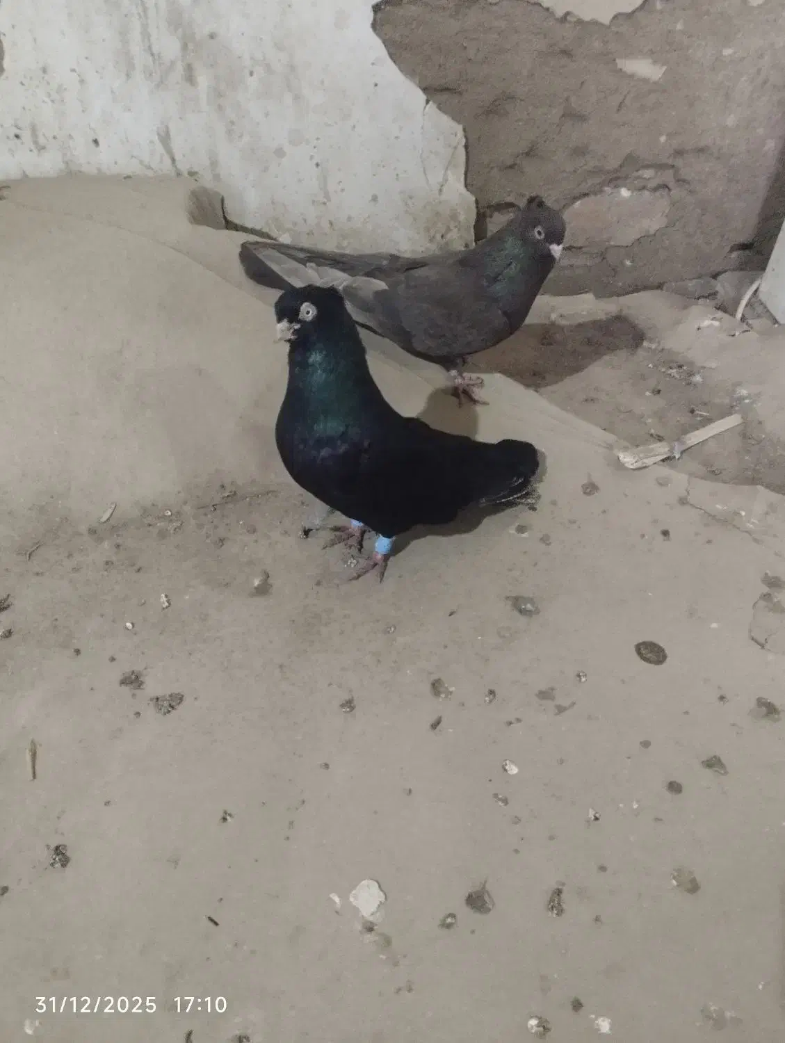 کبوتر|پرنده|میاندوآب, |دیوار