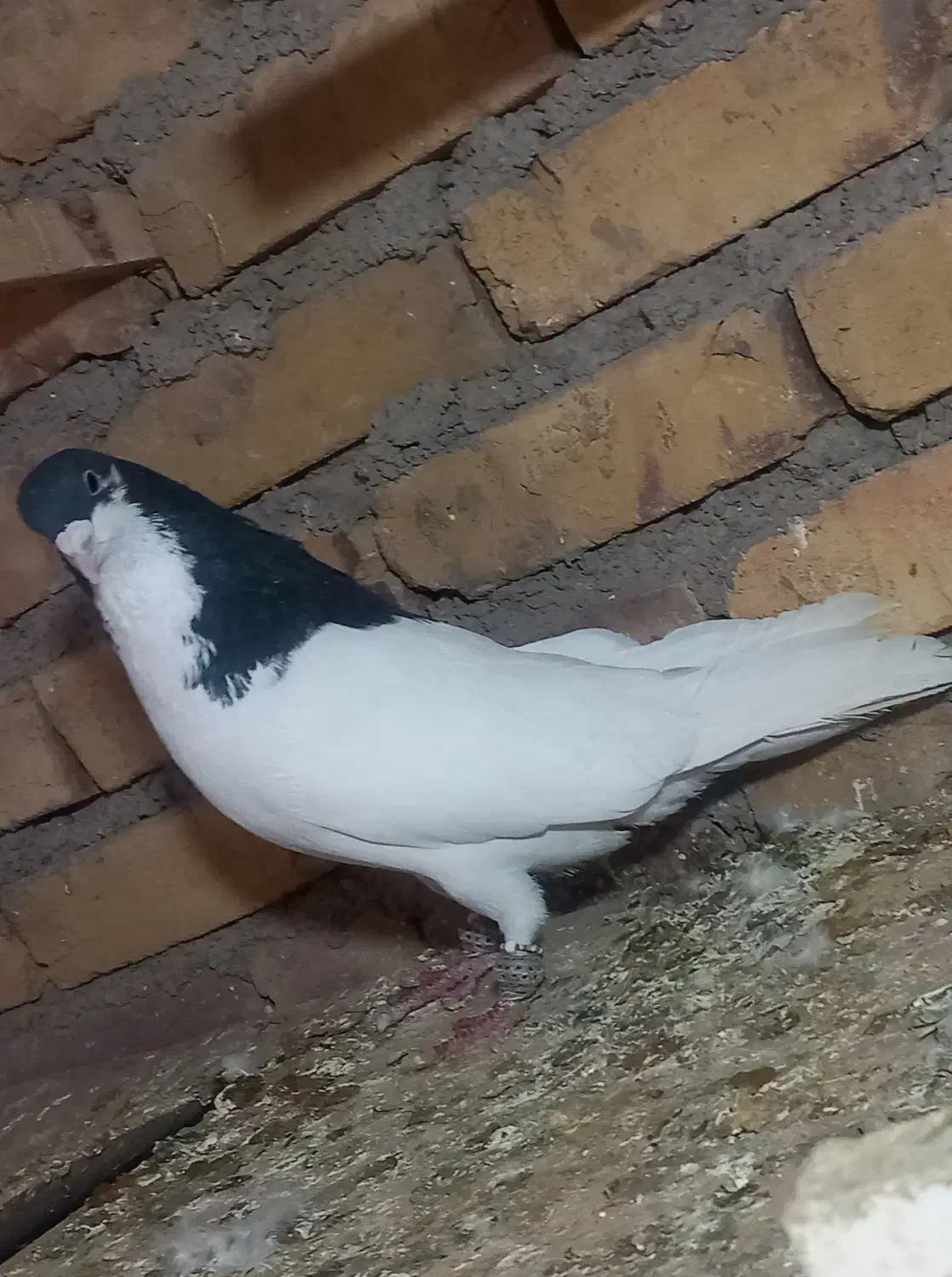 11عددحیوان|پرنده|بوئین زهرا, |دیوار