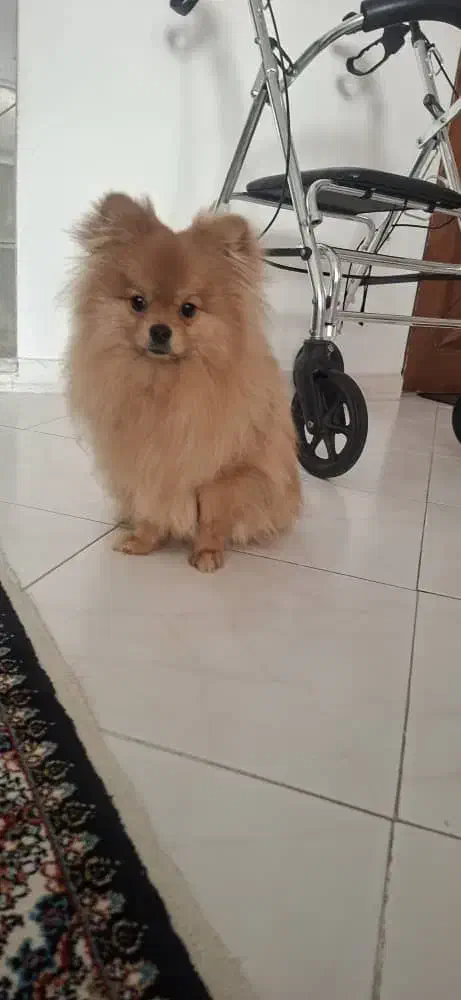 پامرخرسی|سگ|تهران, گلستان (شهرک راه آهن)|دیوار