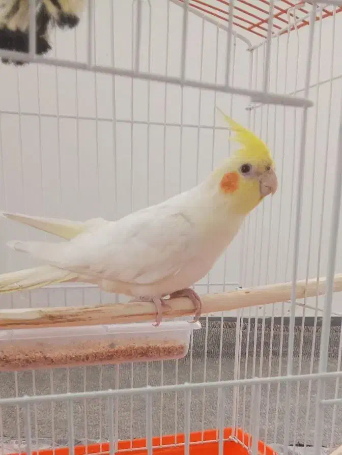 عروس هلندی|پرنده|شاهین دژ, |دیوار