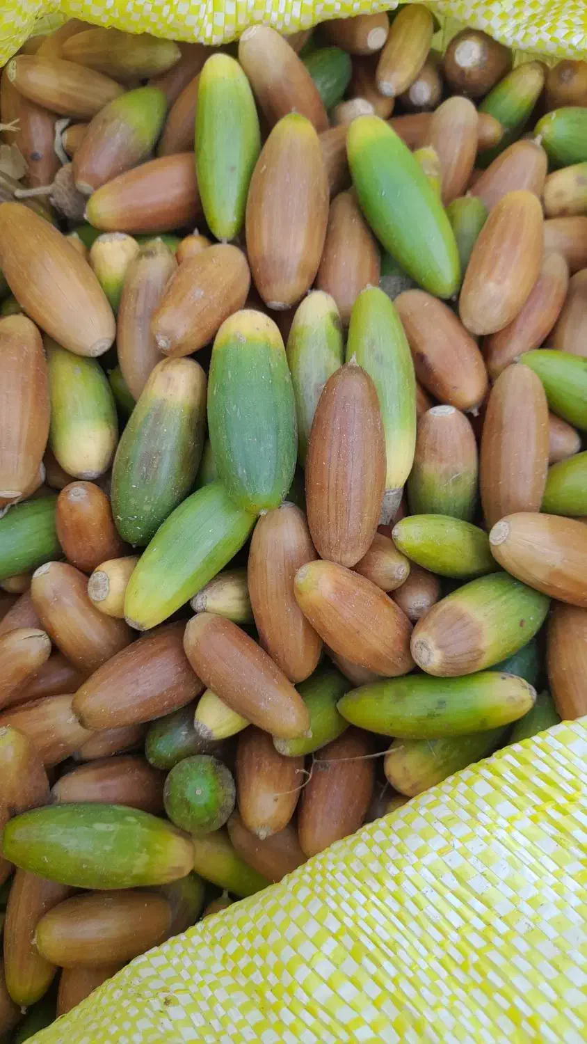 بلوط جنگلی به قیمت مناسب|لوازم جانبی حیوانات|بانه, |دیوار