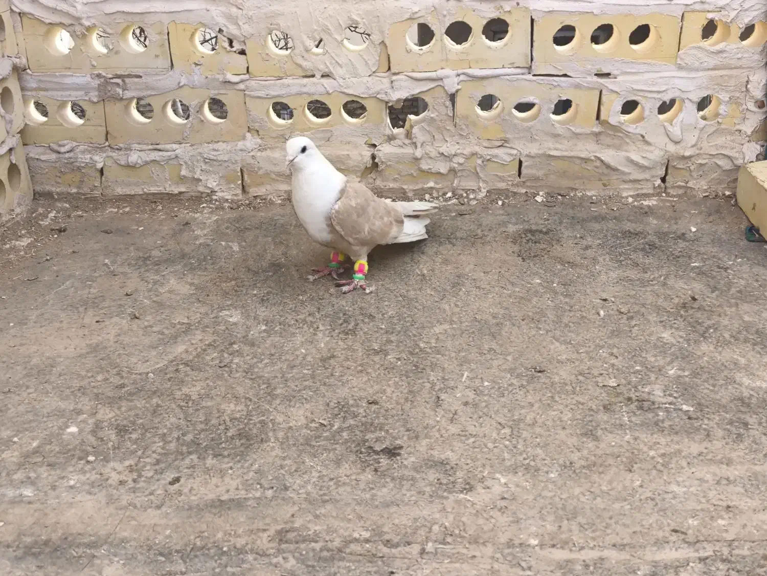 کفتر کلاغ کربلائی|پرنده|مشهد, امام خمینی|دیوار