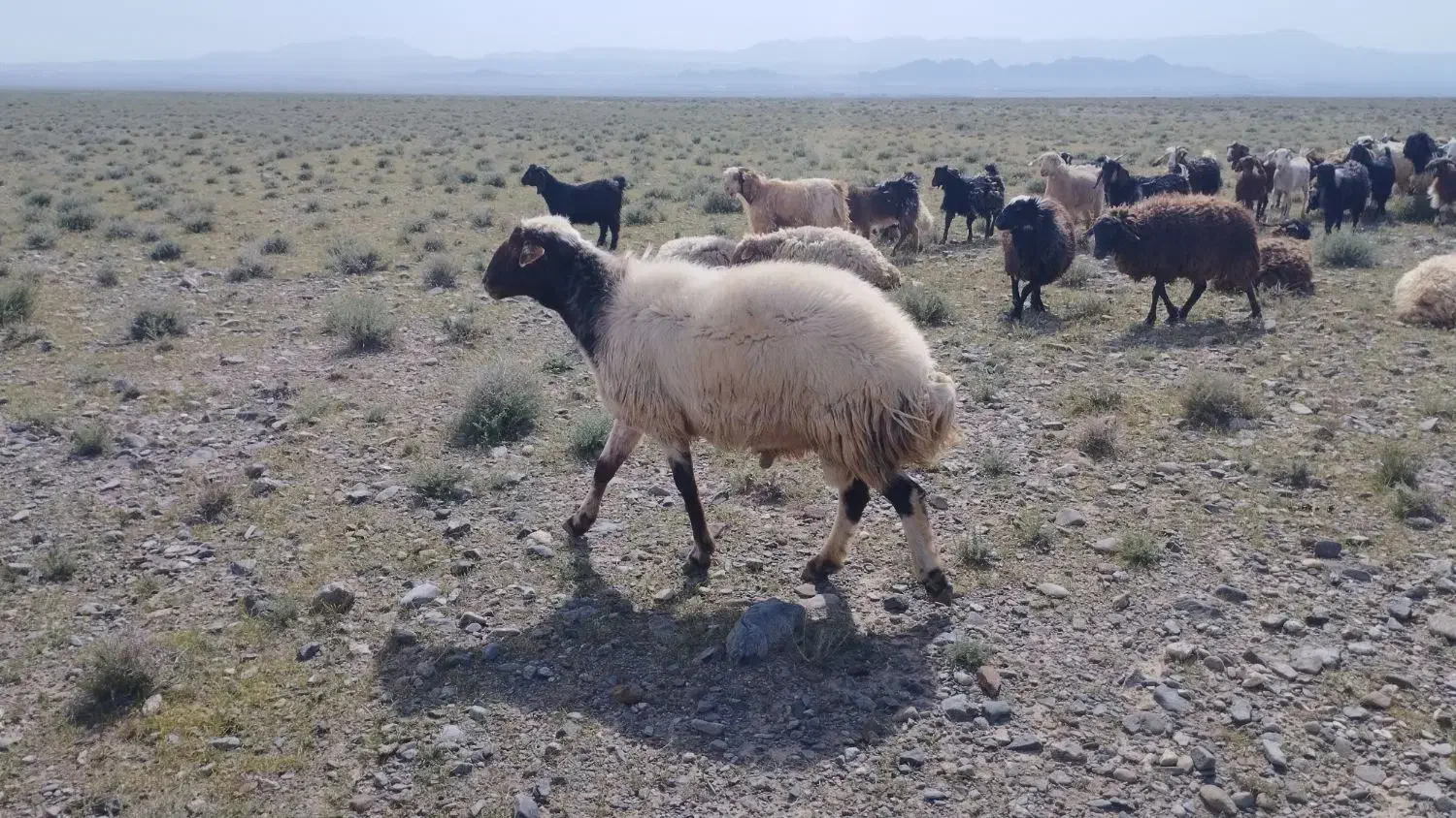 قوچ|حیوانات مزرعه|خواف, |دیوار