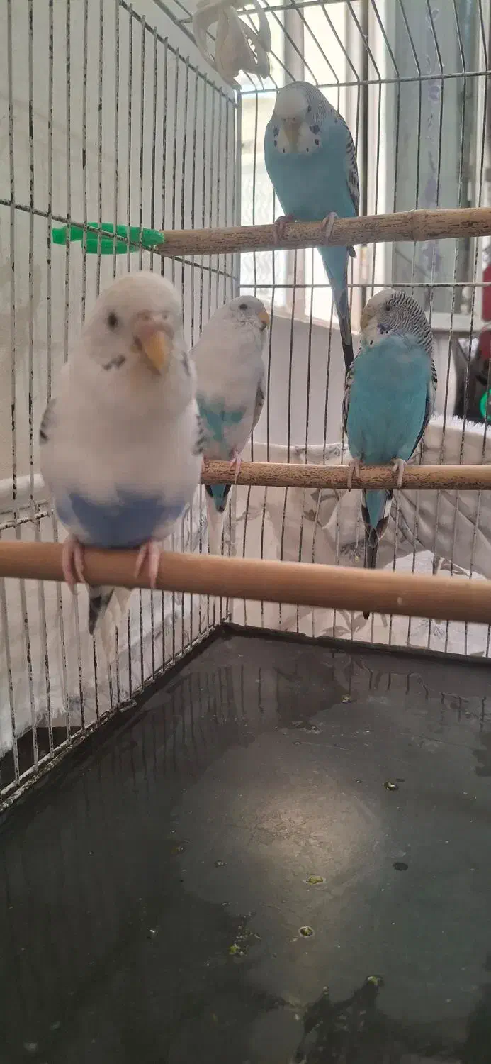 مرغ عشق جوان|پرنده|قزوین, |دیوار