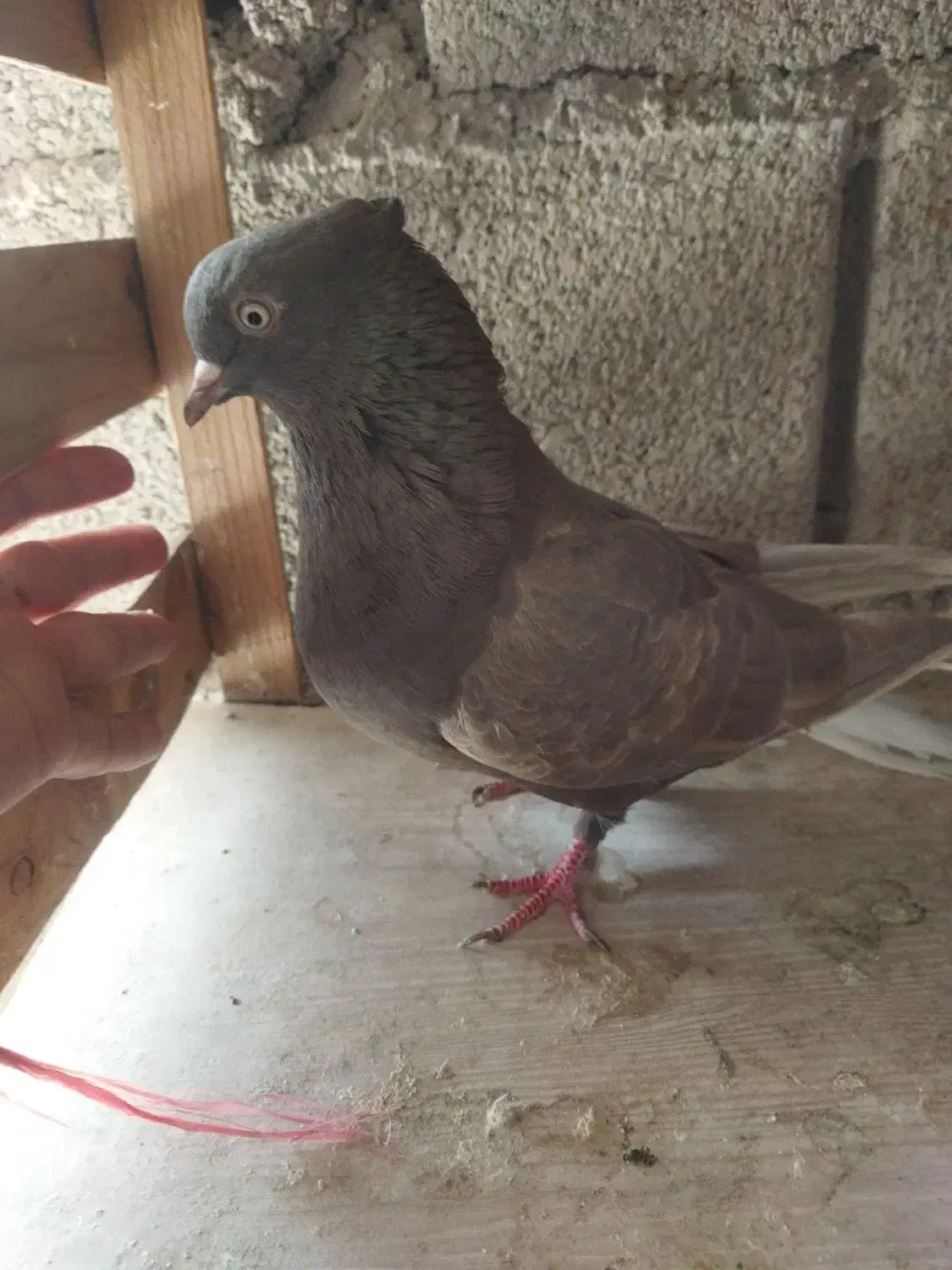 بخوای دم‌سفید ماده|پرنده|مسجد سلیمان, |دیوار