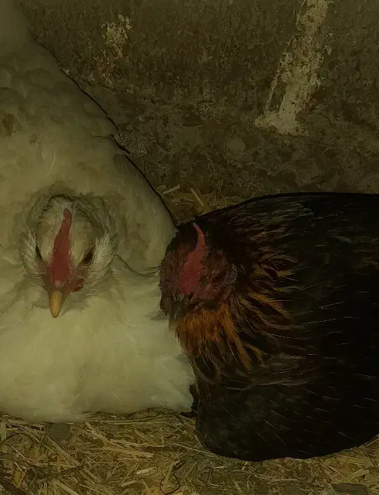 گلین لری|حیوانات مزرعه|مشگین شهر, |دیوار