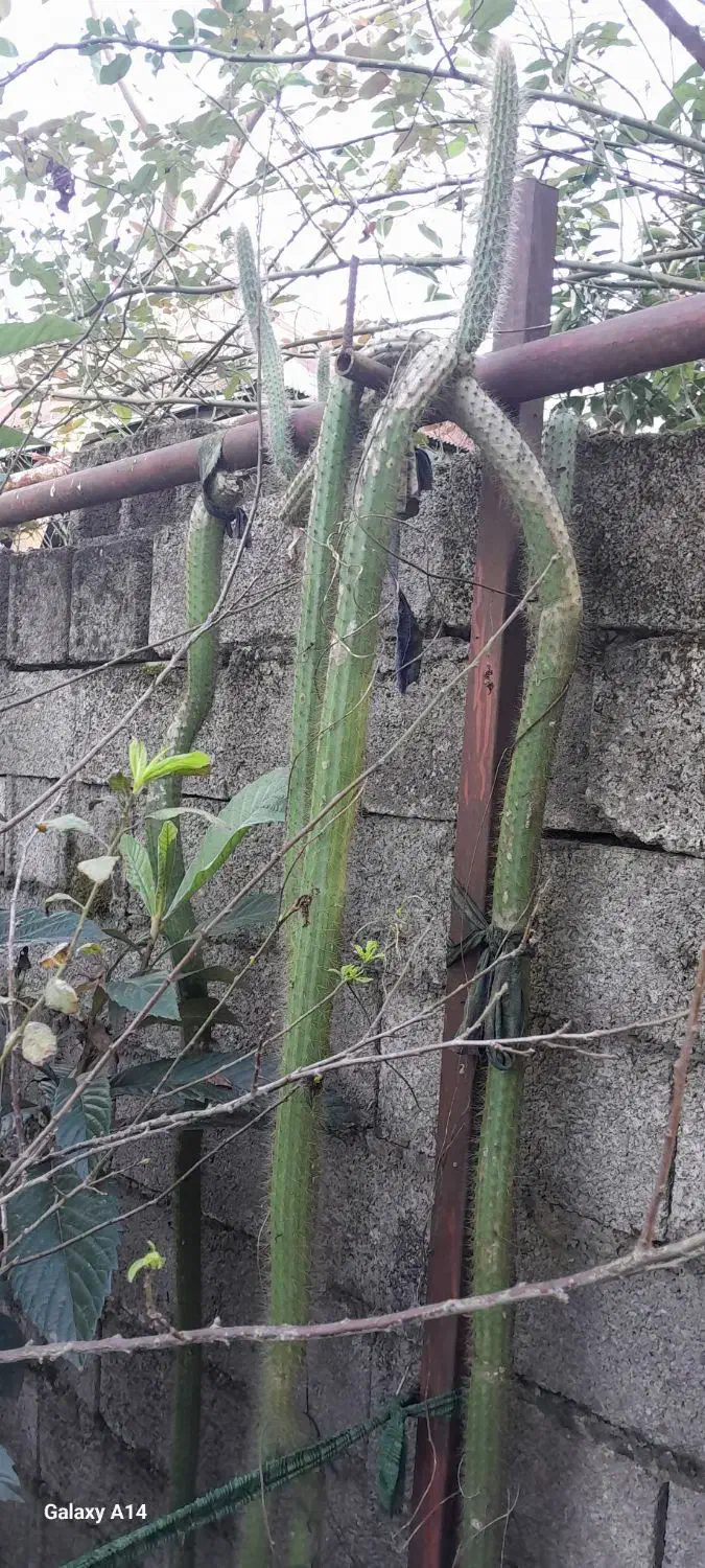 گل کاکتوس ماری بلند|گل و گیاه طبیعی|گوراب زرمیخ, |دیوار