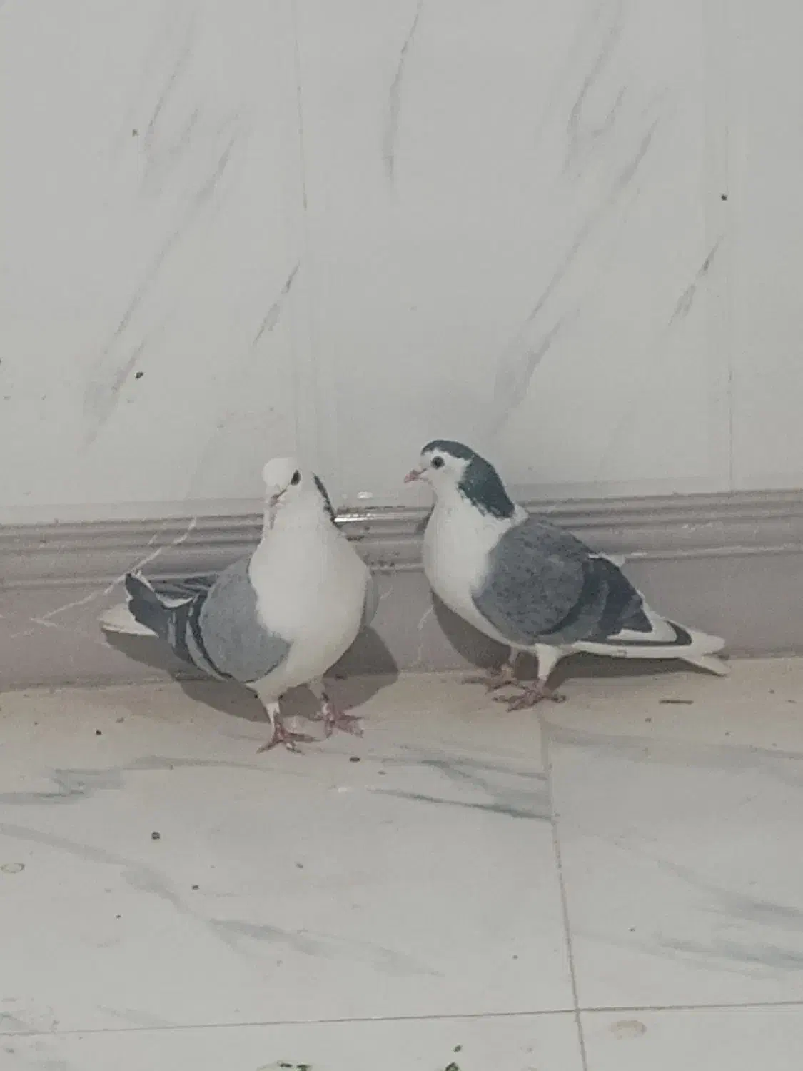 کیوتر دمگیر|پرنده|شاهین‌شهر, گزبرخوار|دیوار