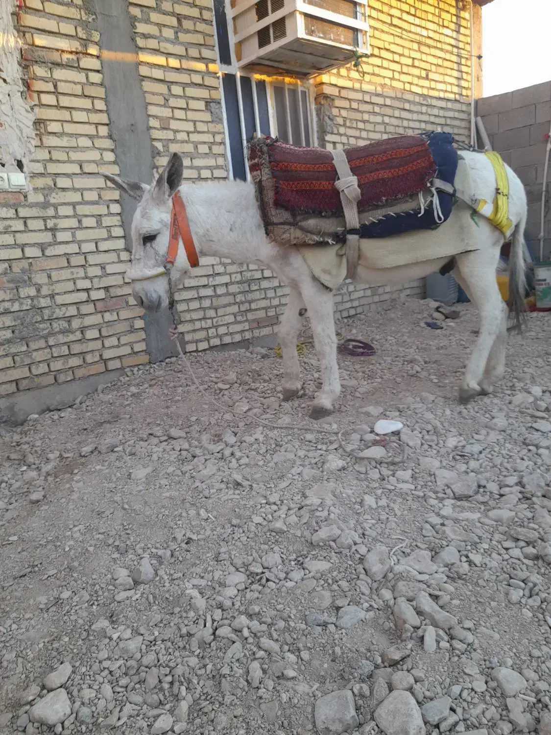 خر نر|حیوانات مزرعه|بهبهان, |دیوار