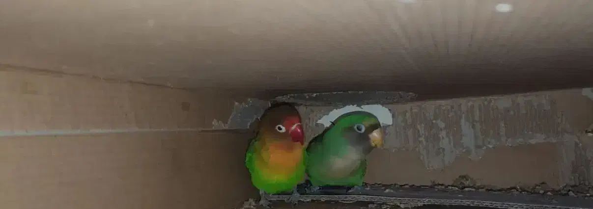 جفت طوطی کوتوله نیمه رام سالم هستن|پرنده|زابل, |دیوار