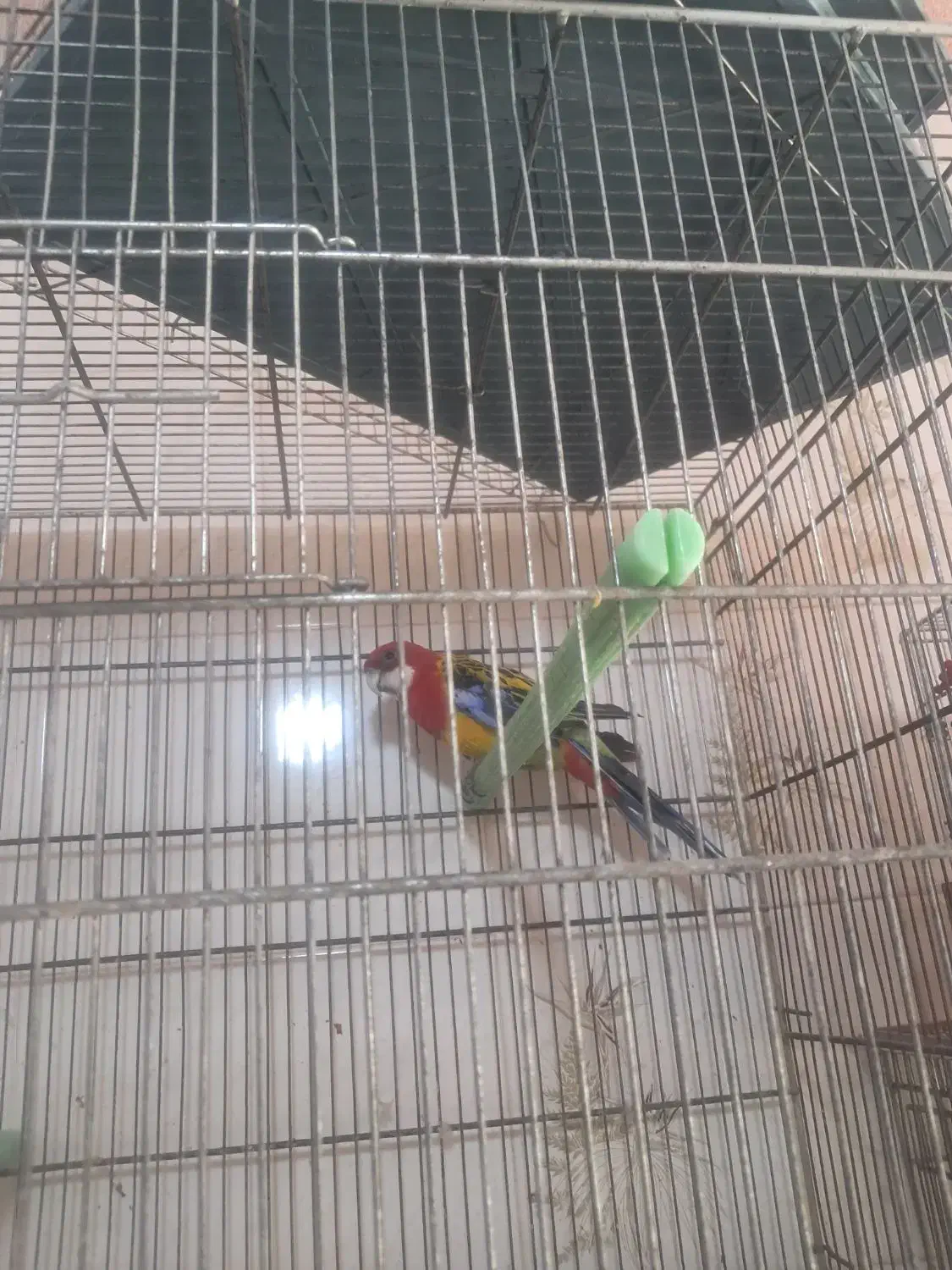 رزیلا|پرنده|بندرعباس, |دیوار