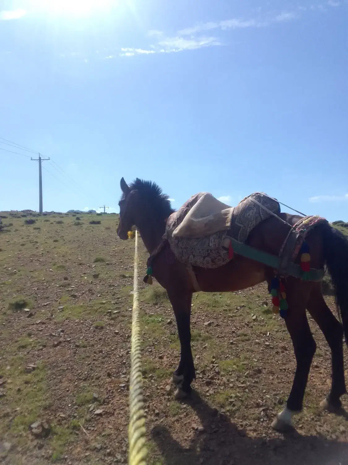 اسب جوان|اسب و تجهیزات اسب‌سواری|دیواندره, |دیوار