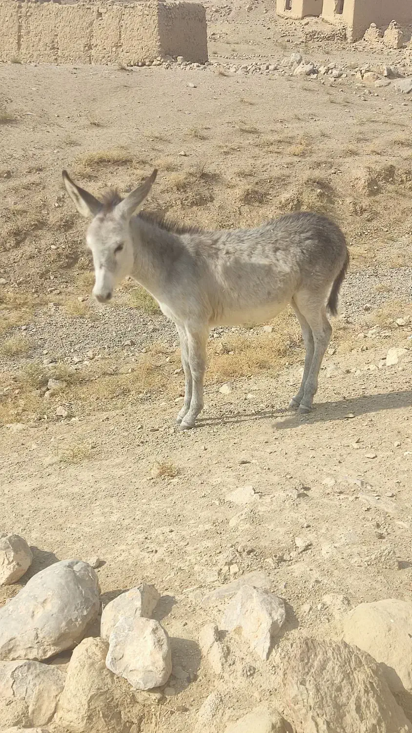 الاغ|حیوانات مزرعه|شیروان (خراسان), |دیوار