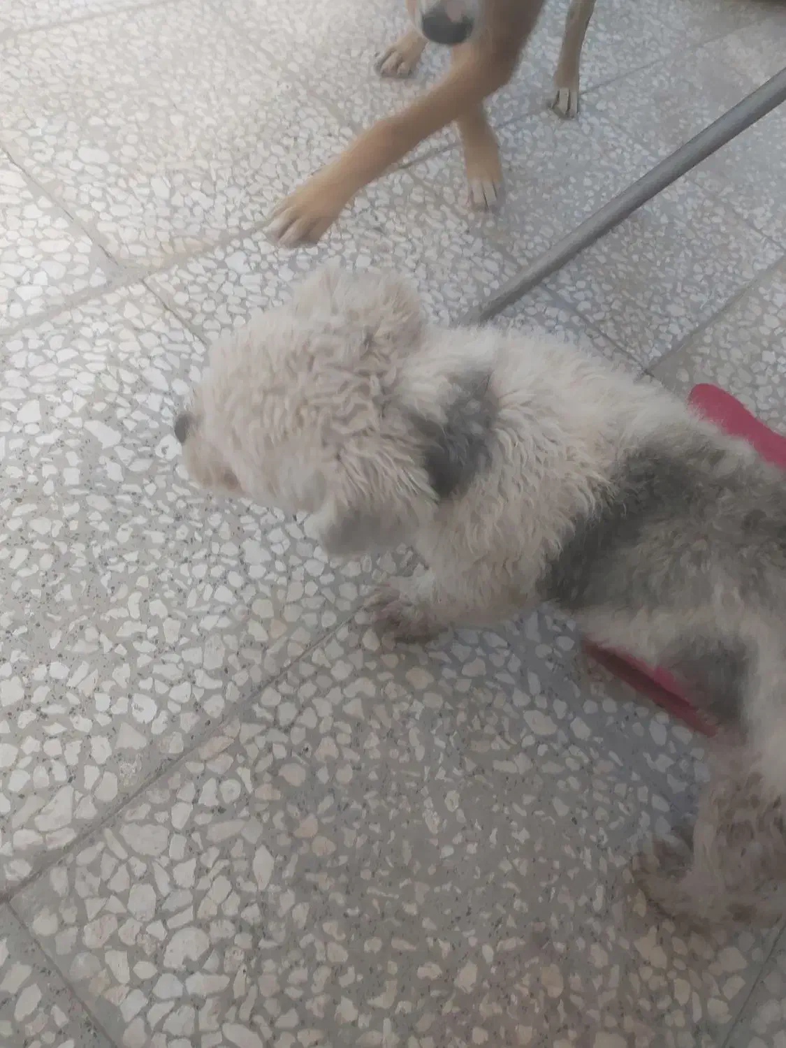 معاوضه شیتزو باهوش و بازیگوش ۱ونیم|سگ|گرگان, |دیوار