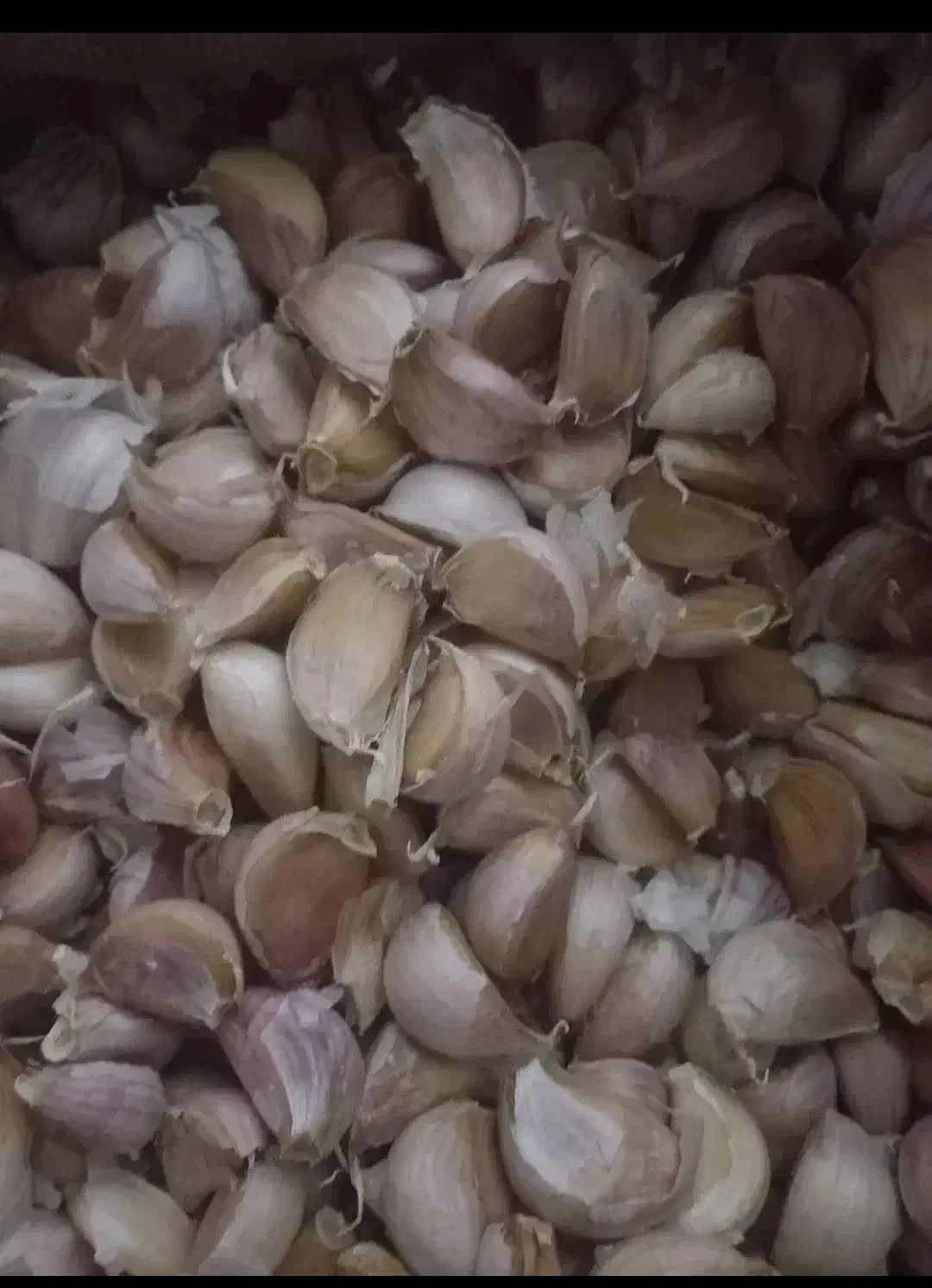 سیرگوگان|خدمات باغبانی و درختکاری|پارس‌آباد, |دیوار