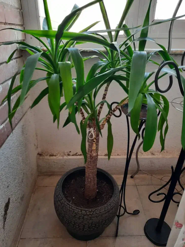 گل یوکا|گل و گیاه طبیعی|صدرا-فارس, فاز ۱|دیوار